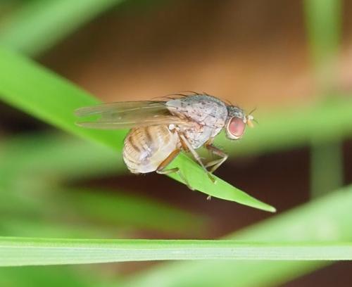 Réf. 240 219 : Minettia tabidiventris